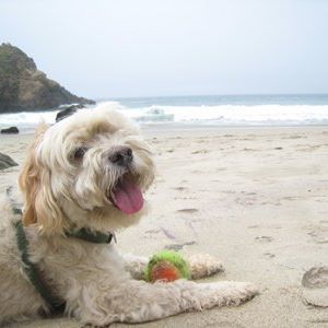 Meet your Posher, Monica